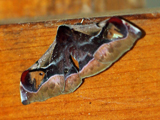 Holocerina angulata